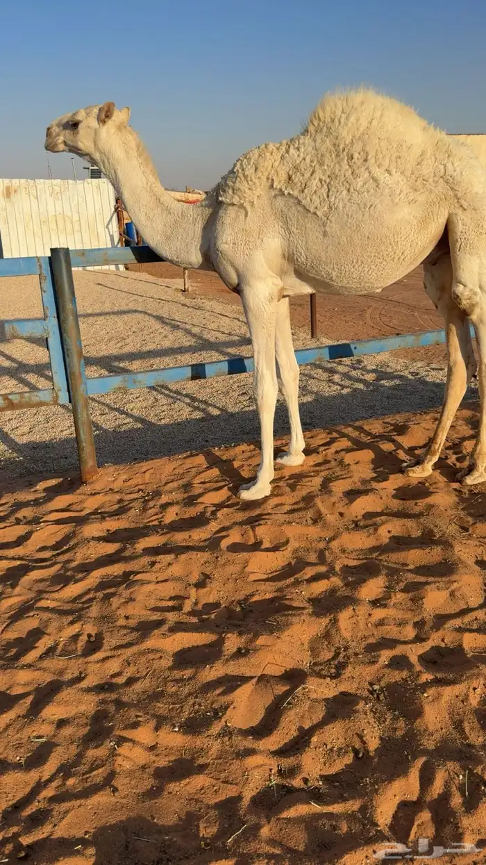 قعود قصصب طيب 5
