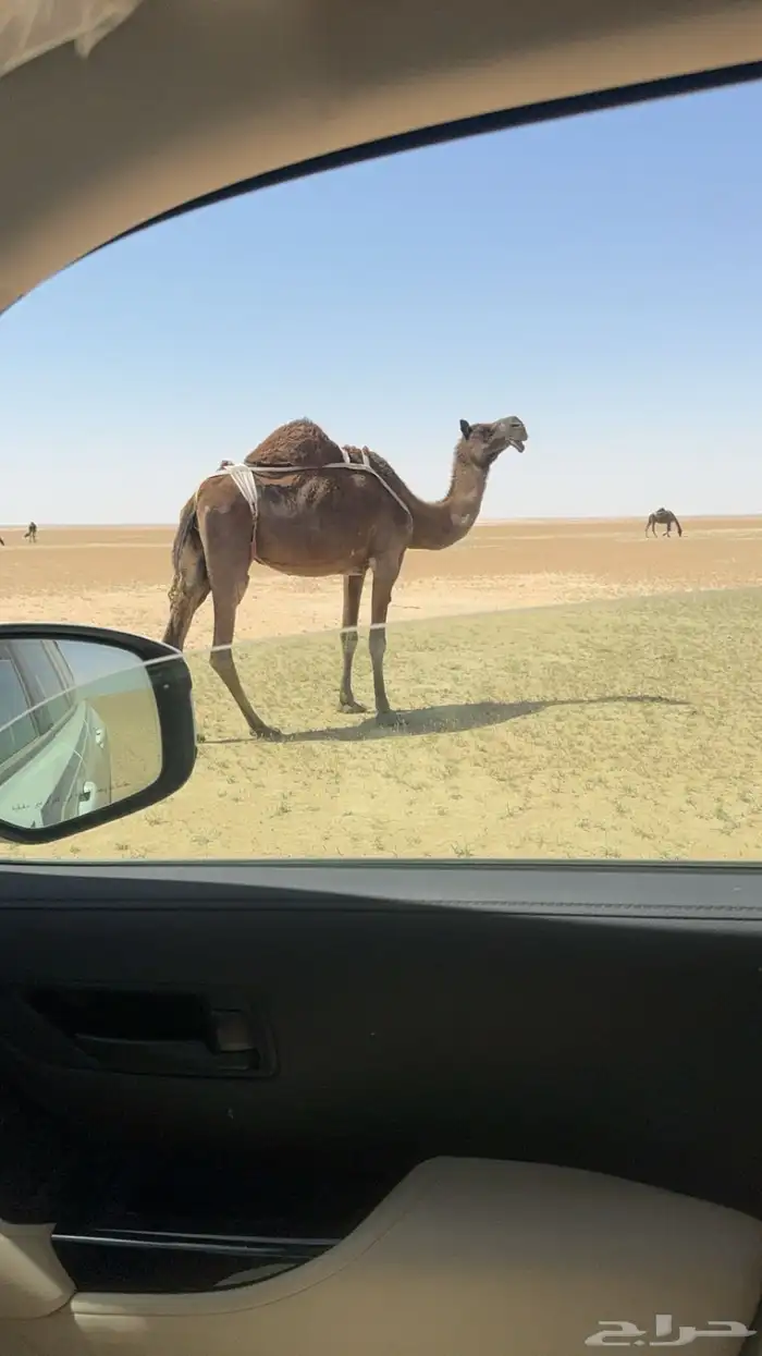 عشرا طيبه وحاشيها تحتها 0