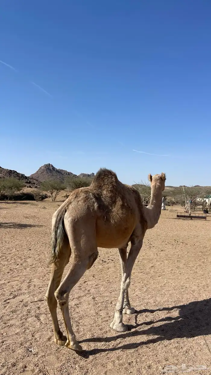 حايل قدلها 3سنوات 2