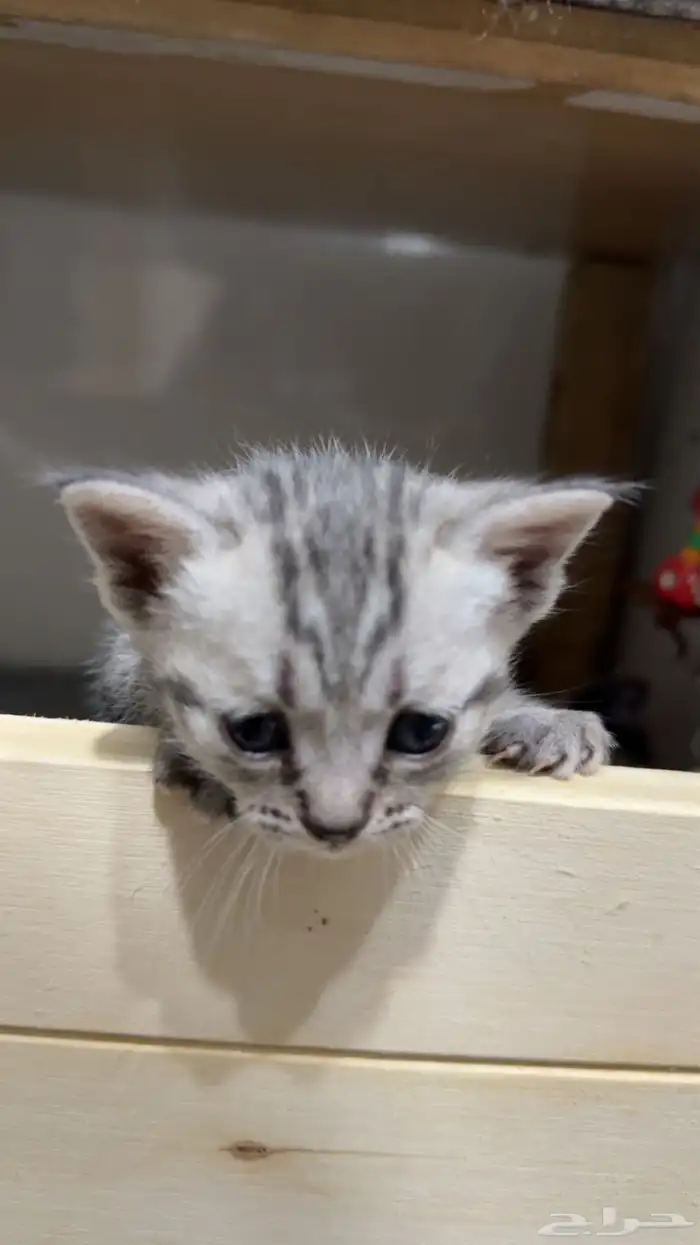 قطوه 3