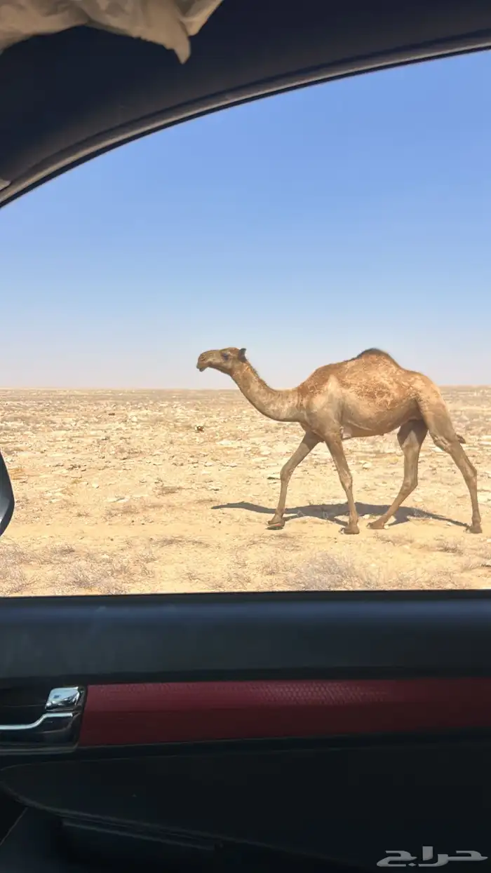 بكره صفرا للبيع 1
