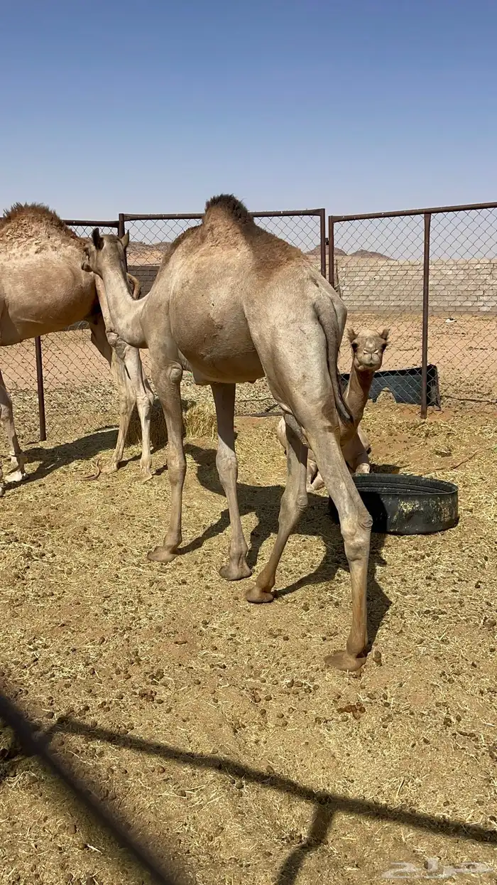 للبيع قعود فطيم طيب 0