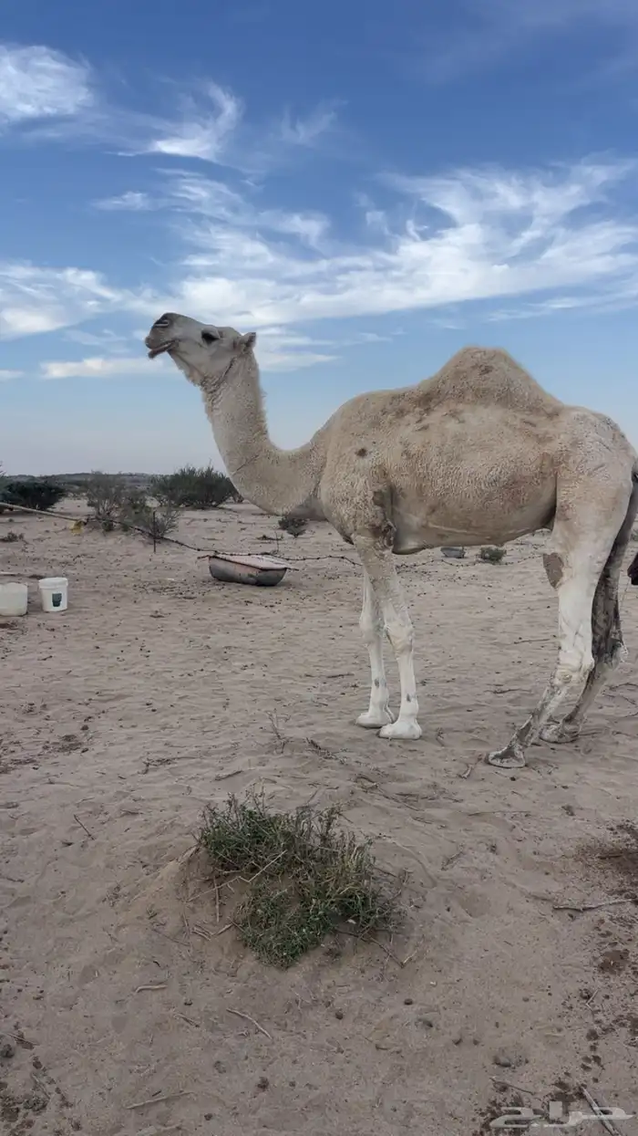 ناقه ضروبه وضحا 0