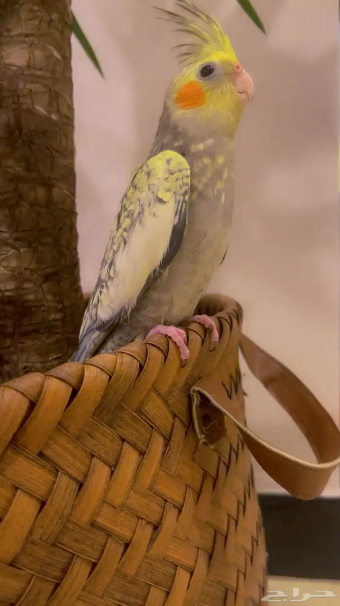 كروان بداية تغريد أليف جدا تم البيع 0