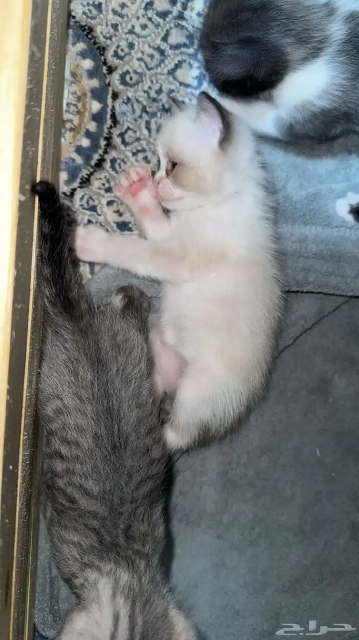 قطوه 2