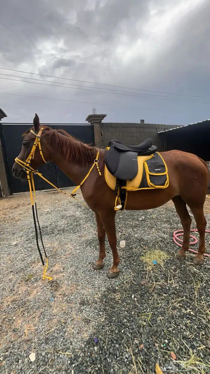 فرس شعبيه تحتها مهره 0