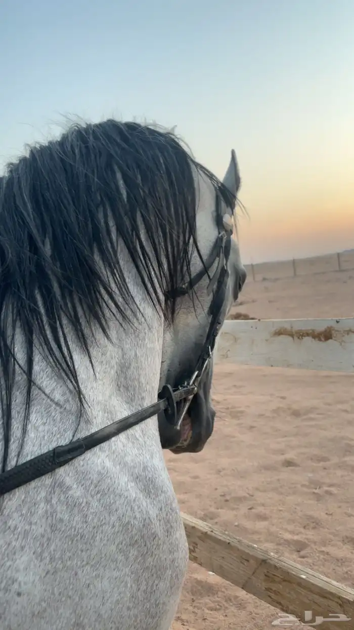 حصان واهو ورق جاهز للنقل 0