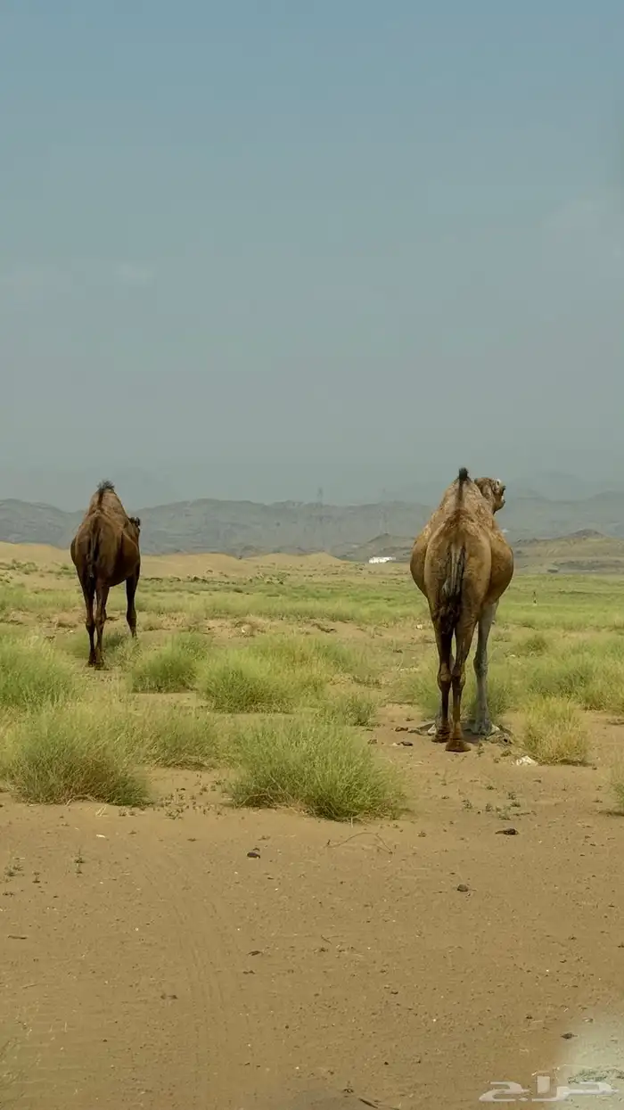 ابل ملاقي العدد2 شهرين وهي خلفات ان شاءالله الموقع دوقه 0