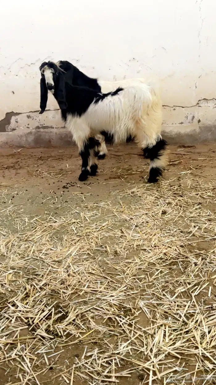 تيوس فحول هجين قبرصي 0