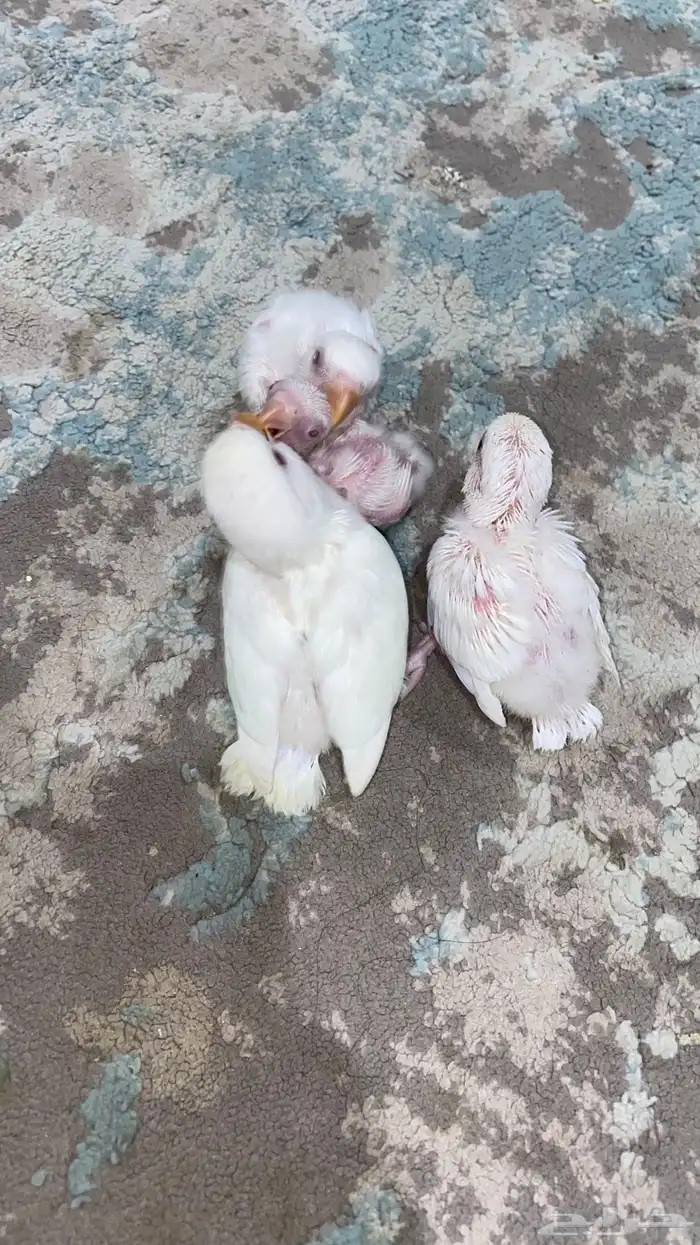 فراخة روز البينو 0