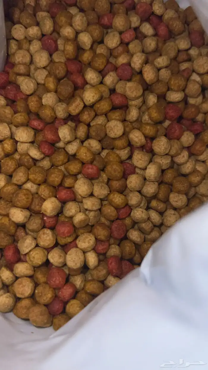 بيربو Birbo طعام القطط الصغيرة الوزن كيلو 1