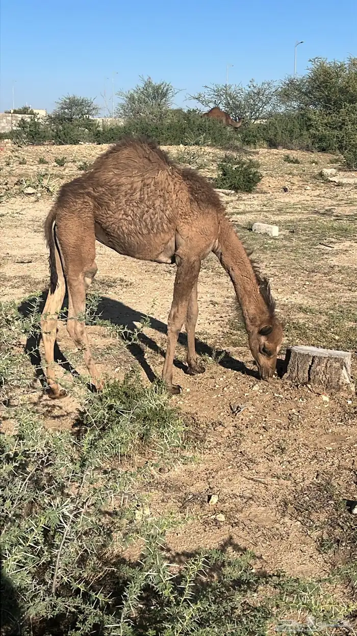 خمس من البل للبيع خلفه 4 لقحات 6