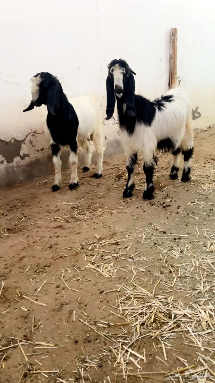 تيوس فحول هجين قبرصي 1