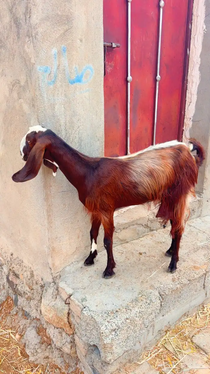 عنز ثنيه 0