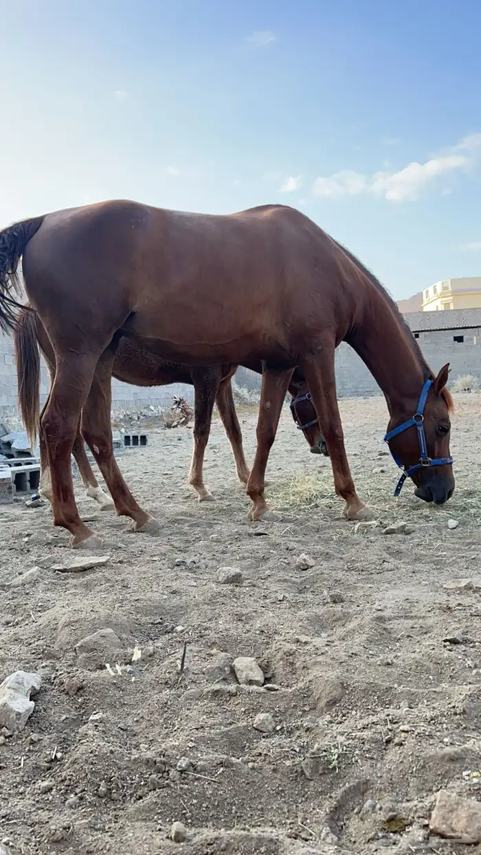 فرس شعبيه تحتها مهره 6