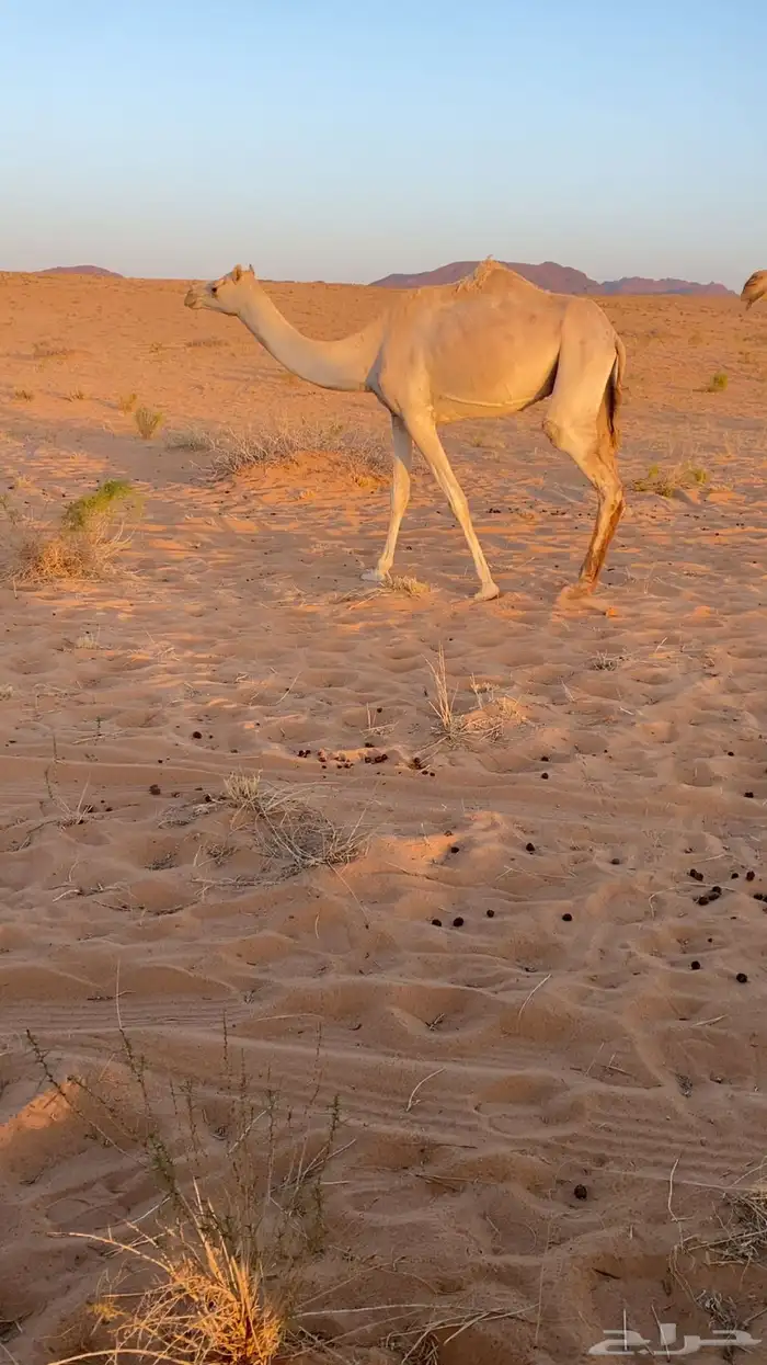 البيع ضروبه عل شرط ذلوال اصيل عل هملوال العواجي 1