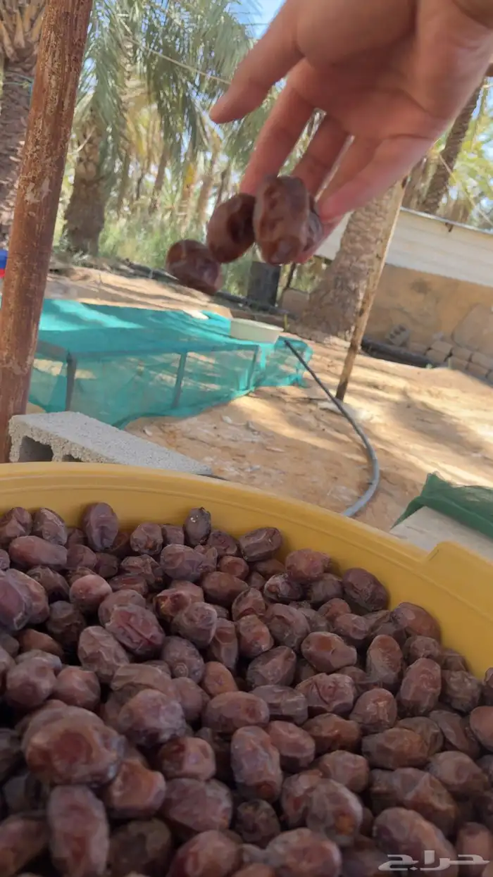 للبيع تمر حلوه بقعاء 8