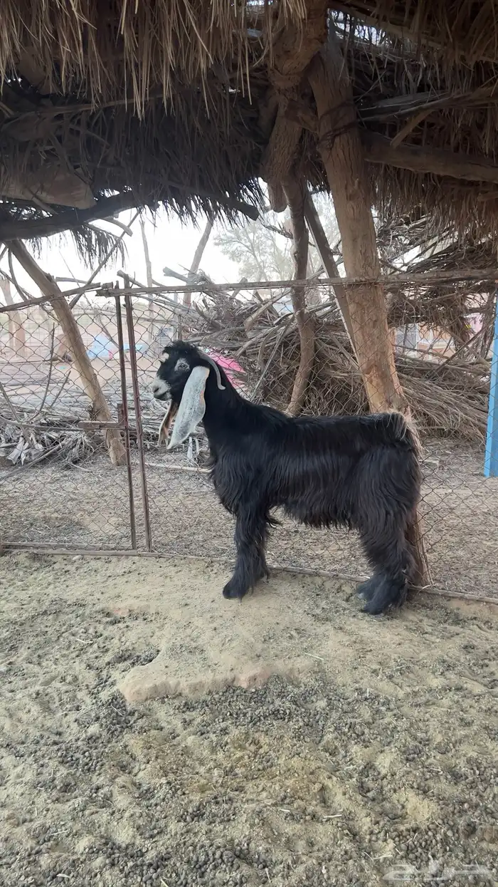 تيس عارضي 1