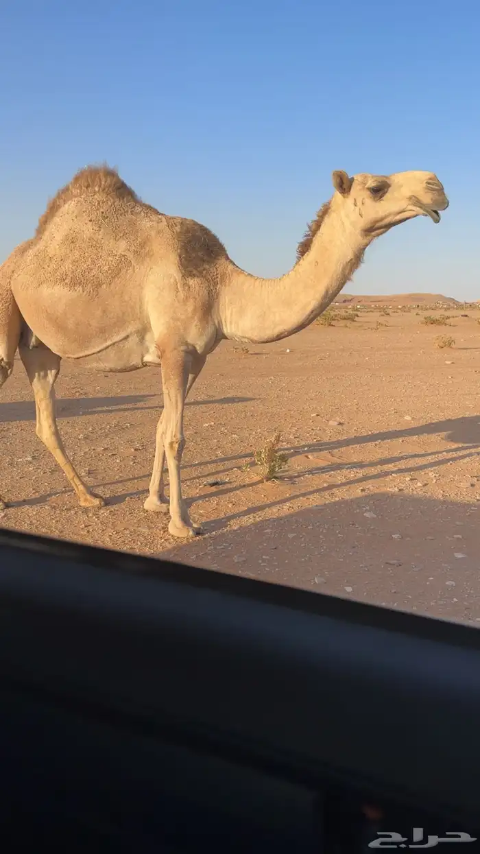 لقحه شقحا 0
