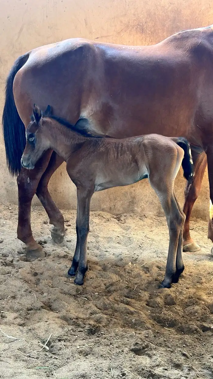 فرس شعبيه تحتها مهره 8