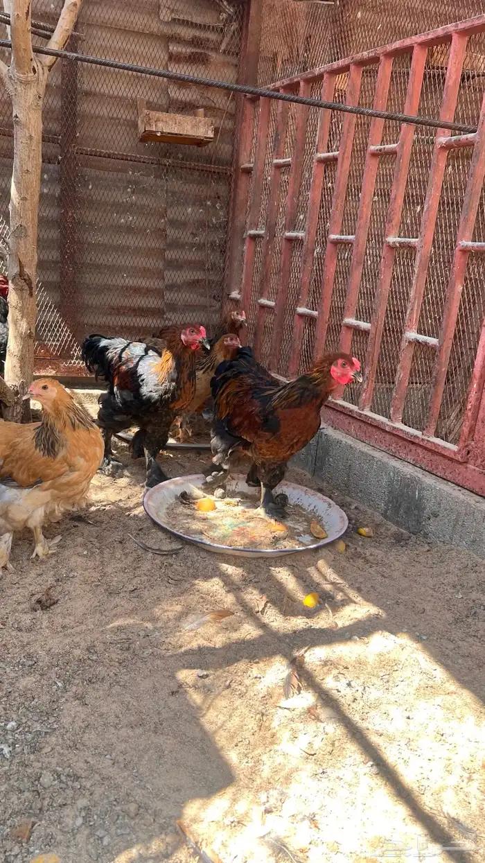 دجاج براهما 1