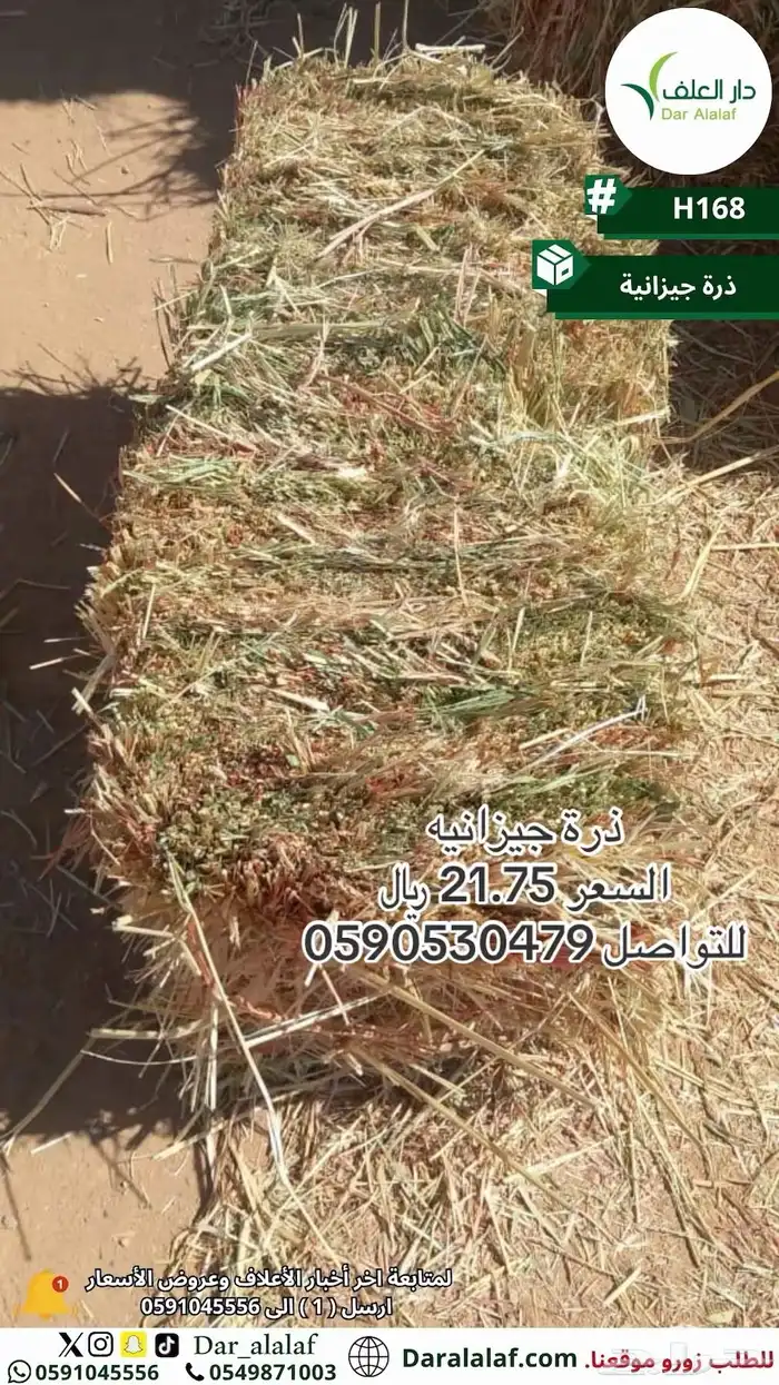 جديد ذرة جيزانيه 1