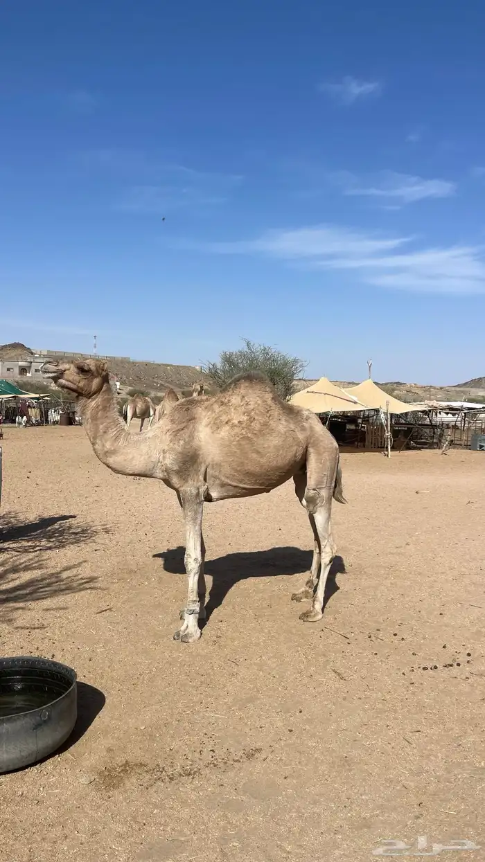 حايل قدلها 3سنوات 1
