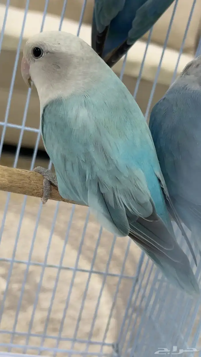 للبيع انثى روز الي توقف عليه سومه نصيبه 0