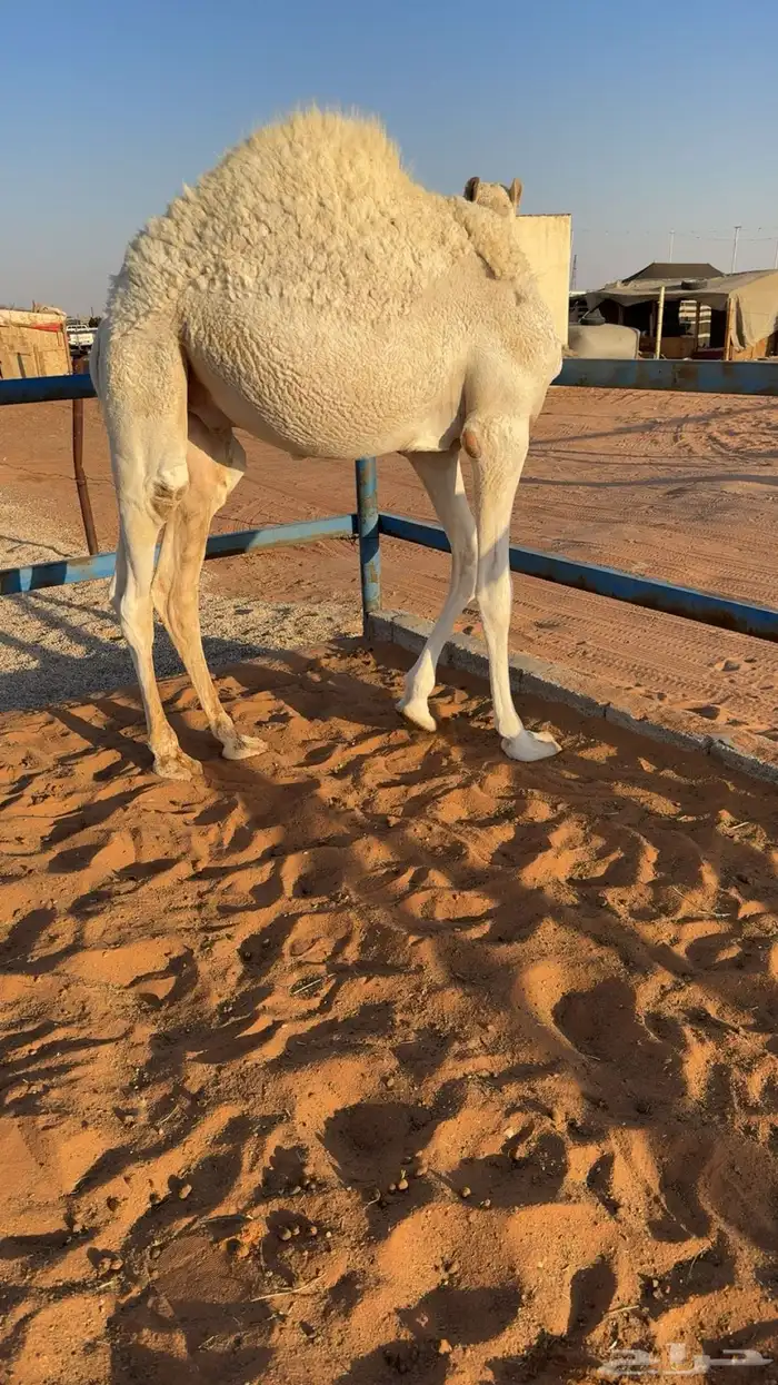 قعود قصصب طيب 1