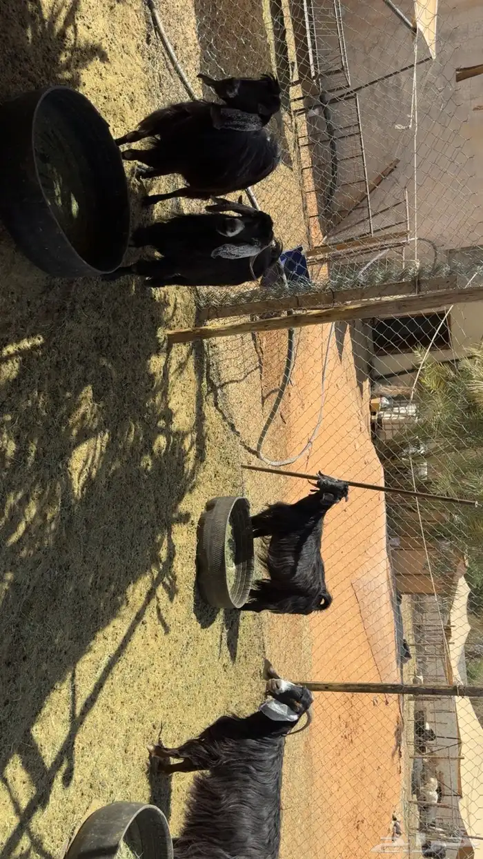 معزى كبار سن فيها حصيب 5