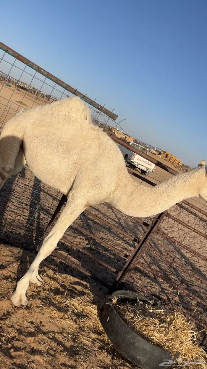 بكره 2
