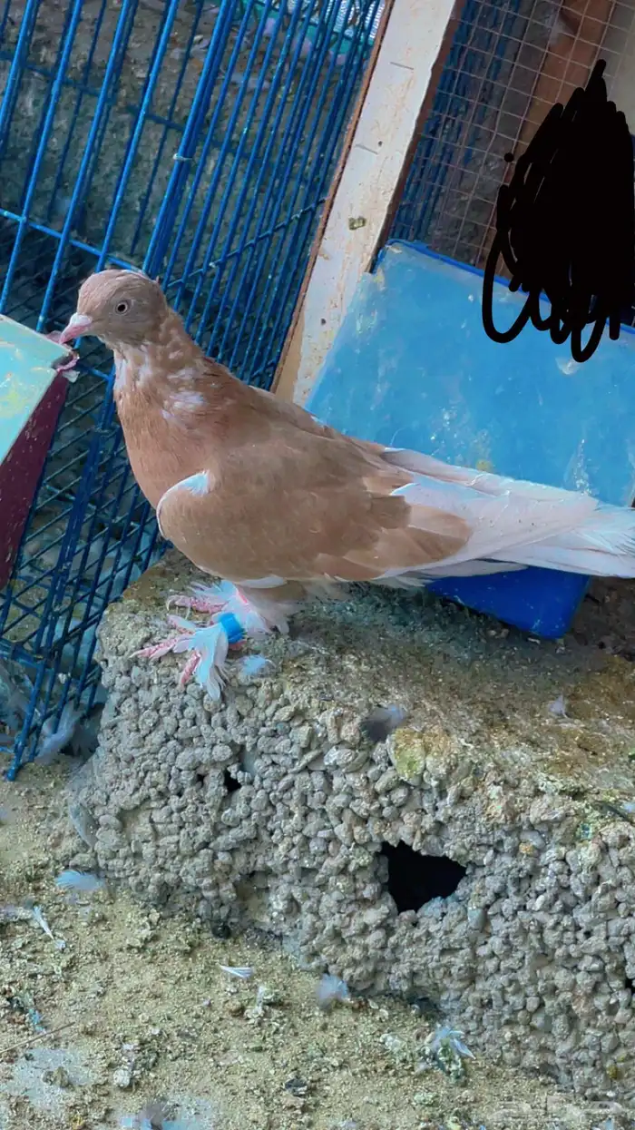طبه تركي سجارة 0