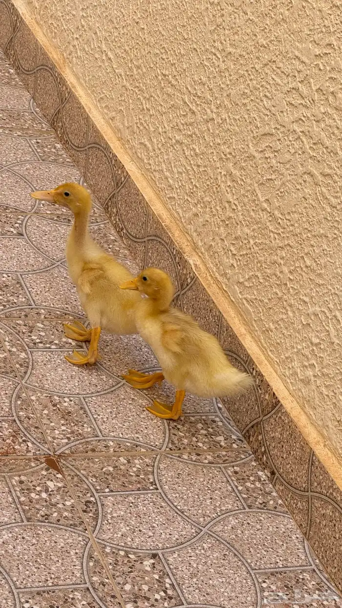 بطتين للبيع 2