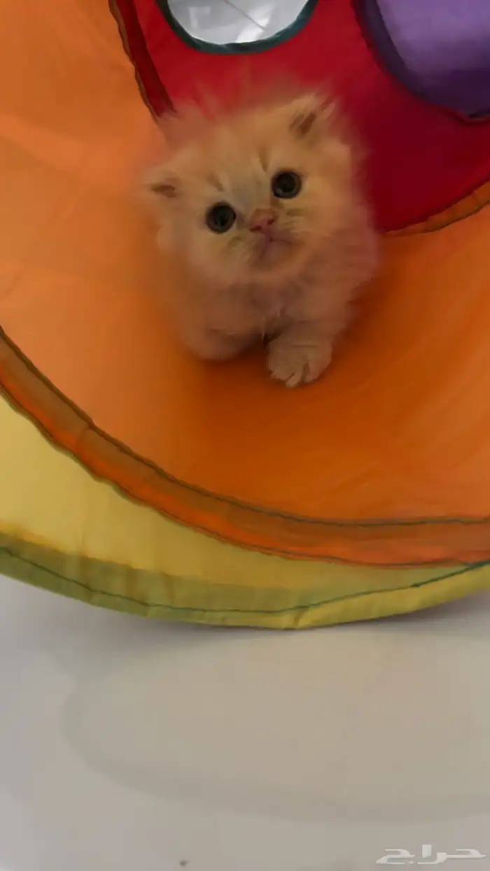 قطط للبيع 2