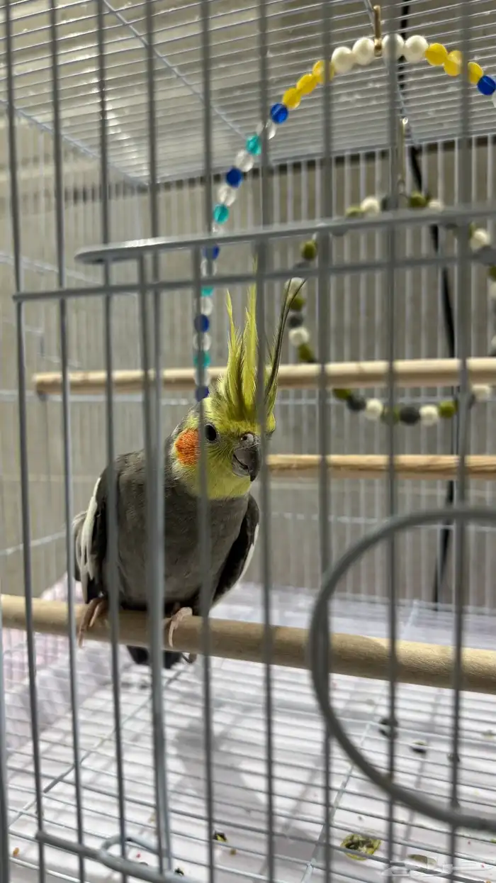 عصفور كروان 0