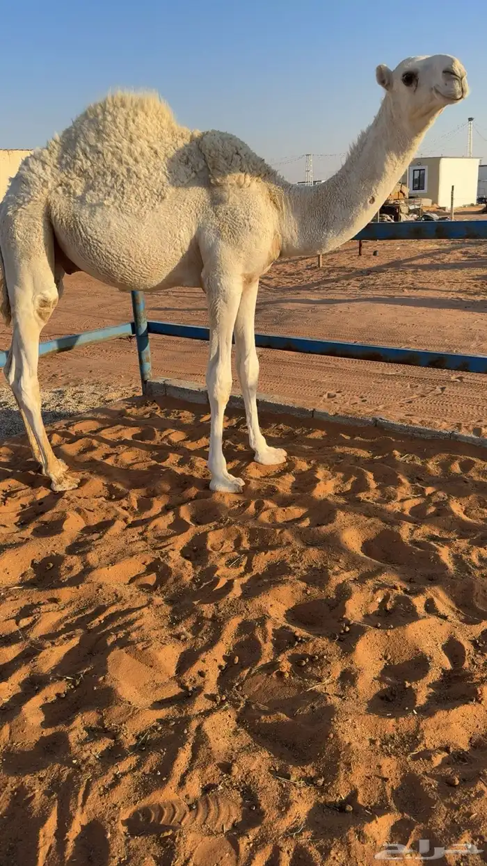 قعود قصصب طيب 6