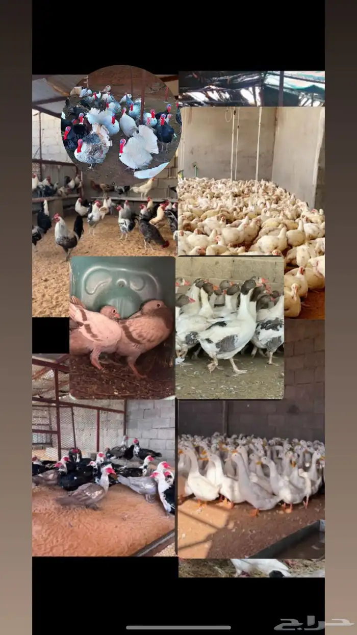 فروج لاحم ذبح 2