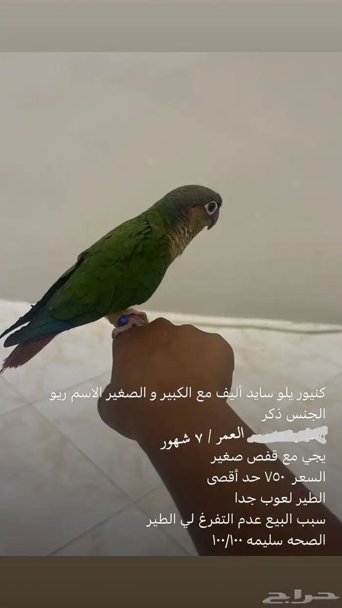 كنيور يلو سايد أليف 0