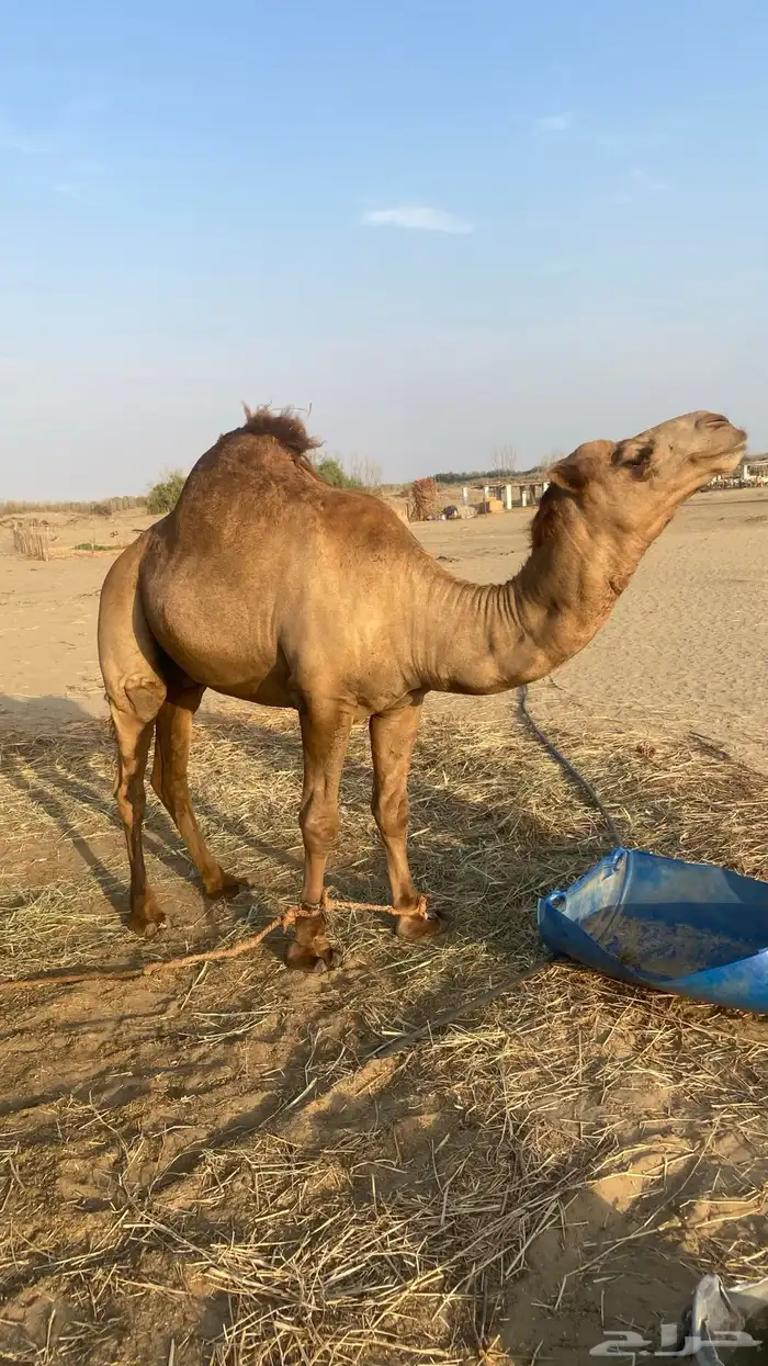 للبيع قعود 2