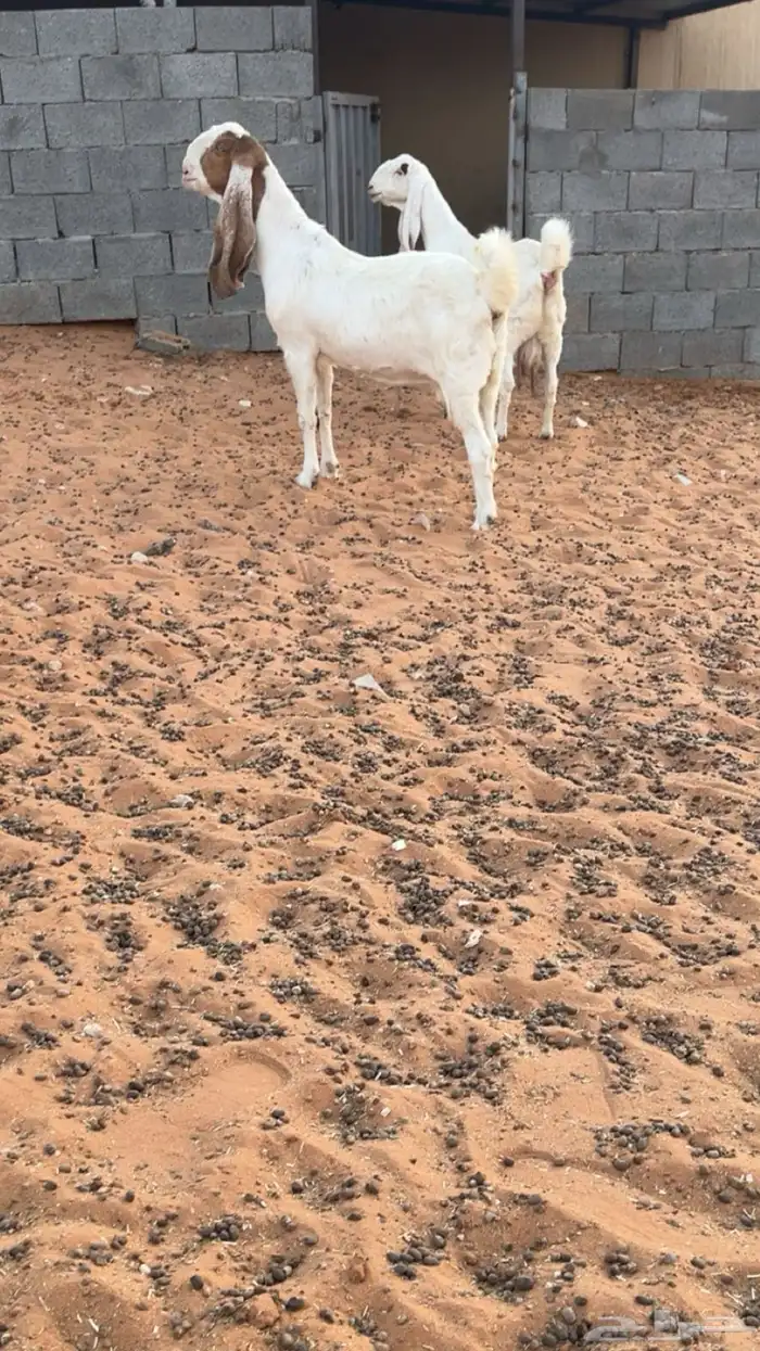 معزا حصيب قريب ولاده 0