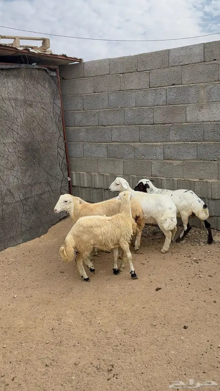 رخال 0
