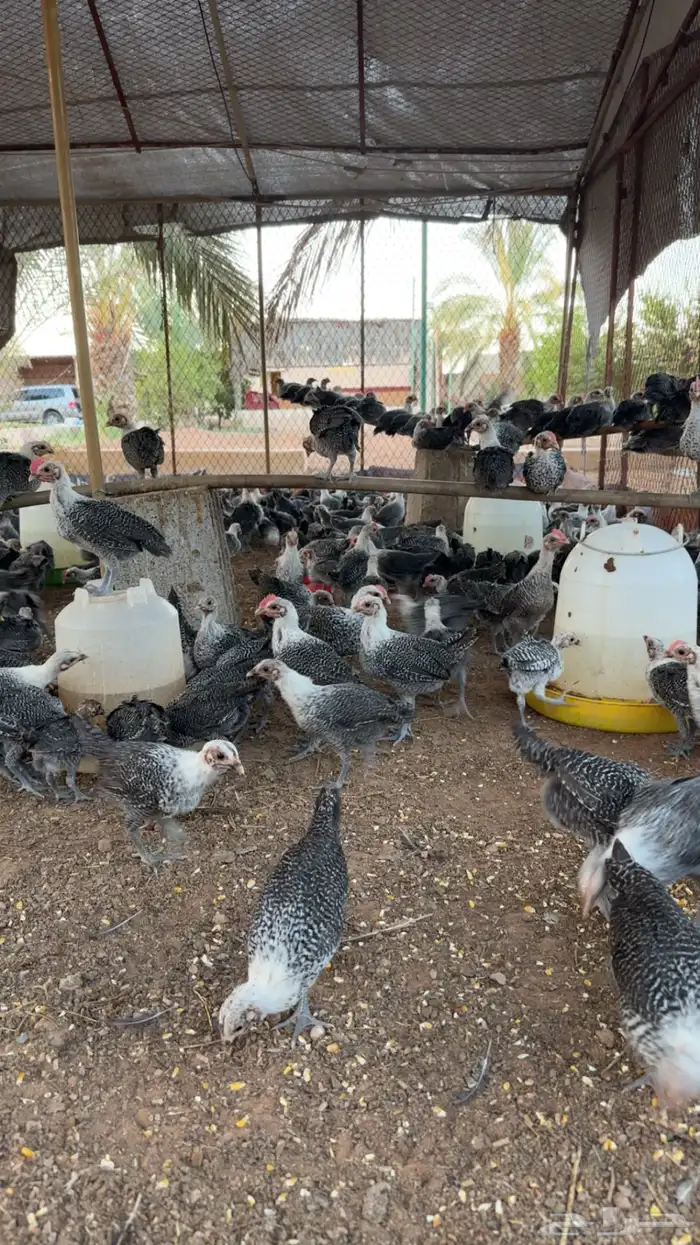دجاج صوص 0