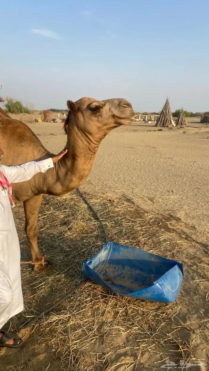 للبيع قعود 6