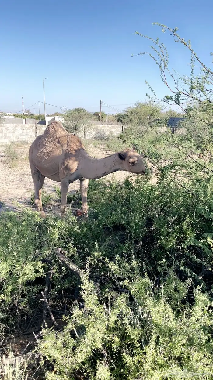 خمس من البل للبيع خلفه 4 لقحات 3