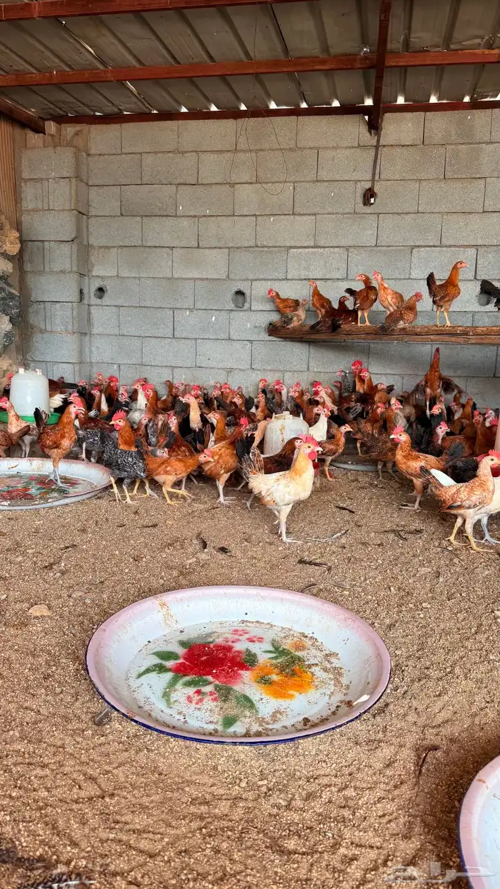 ديوك بلدي فواخر 0