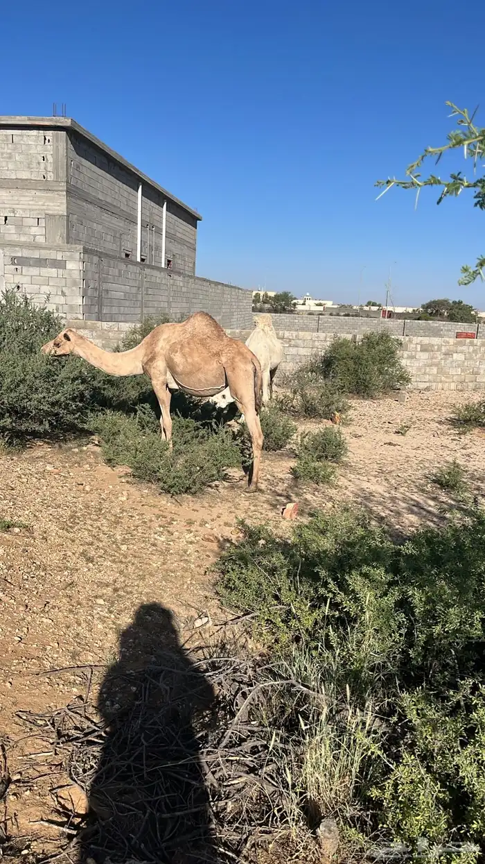 خمس من البل للبيع خلفه 4 لقحات 2