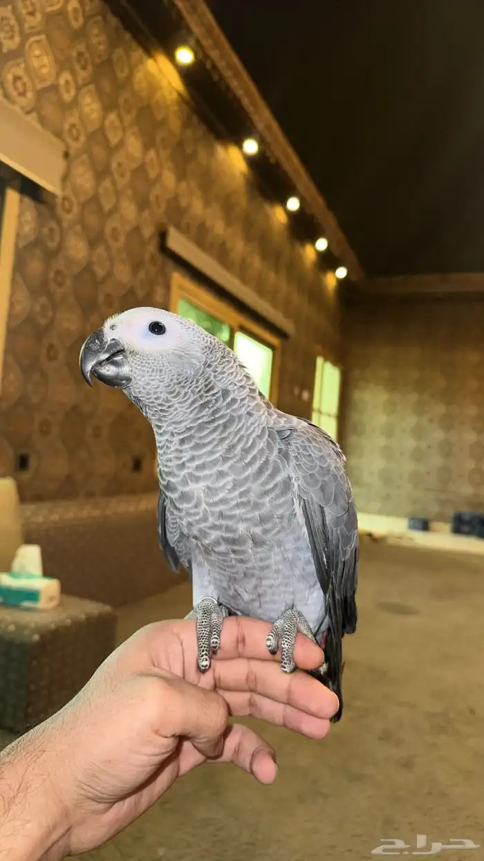 فرخ ببغاء كاسكو انتاج محلي 0