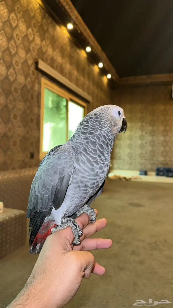 فرخ ببغاء كاسكو انتاج محلي 3