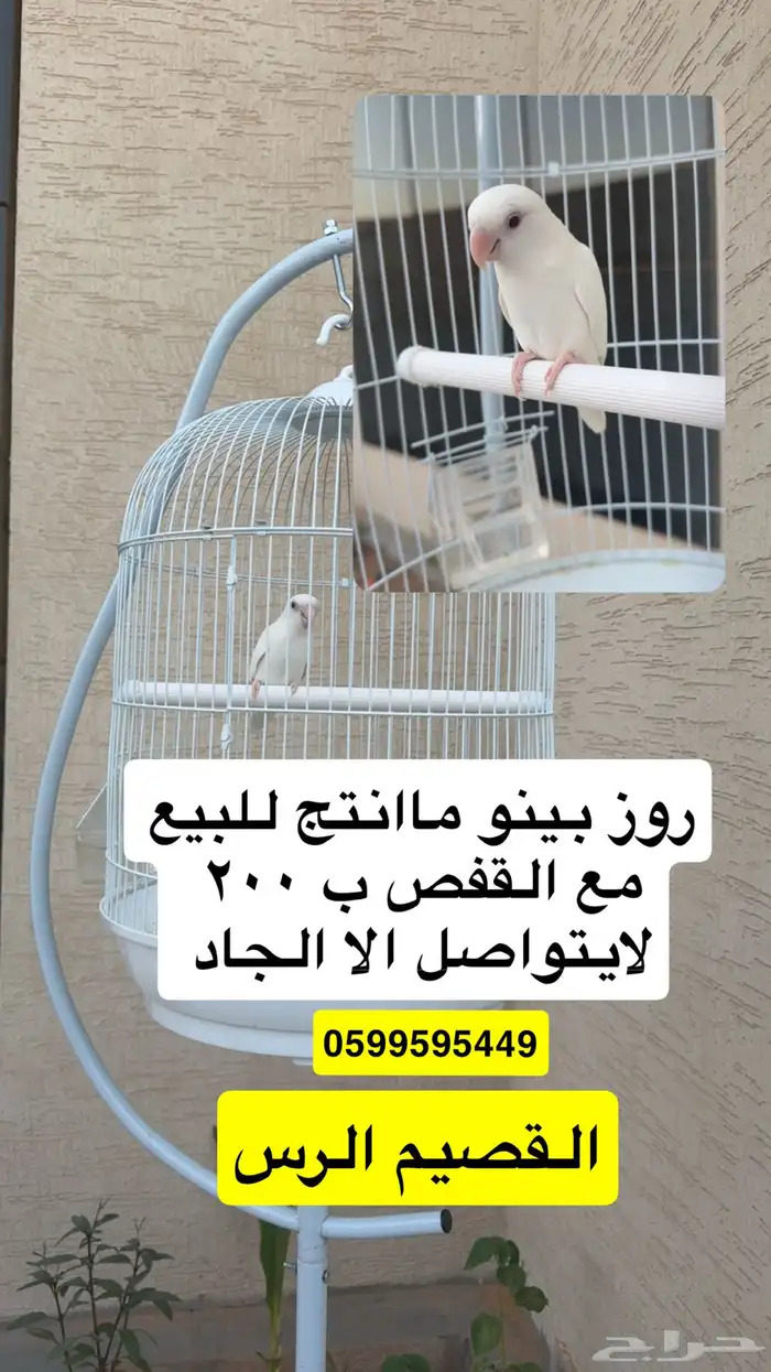 روز 1