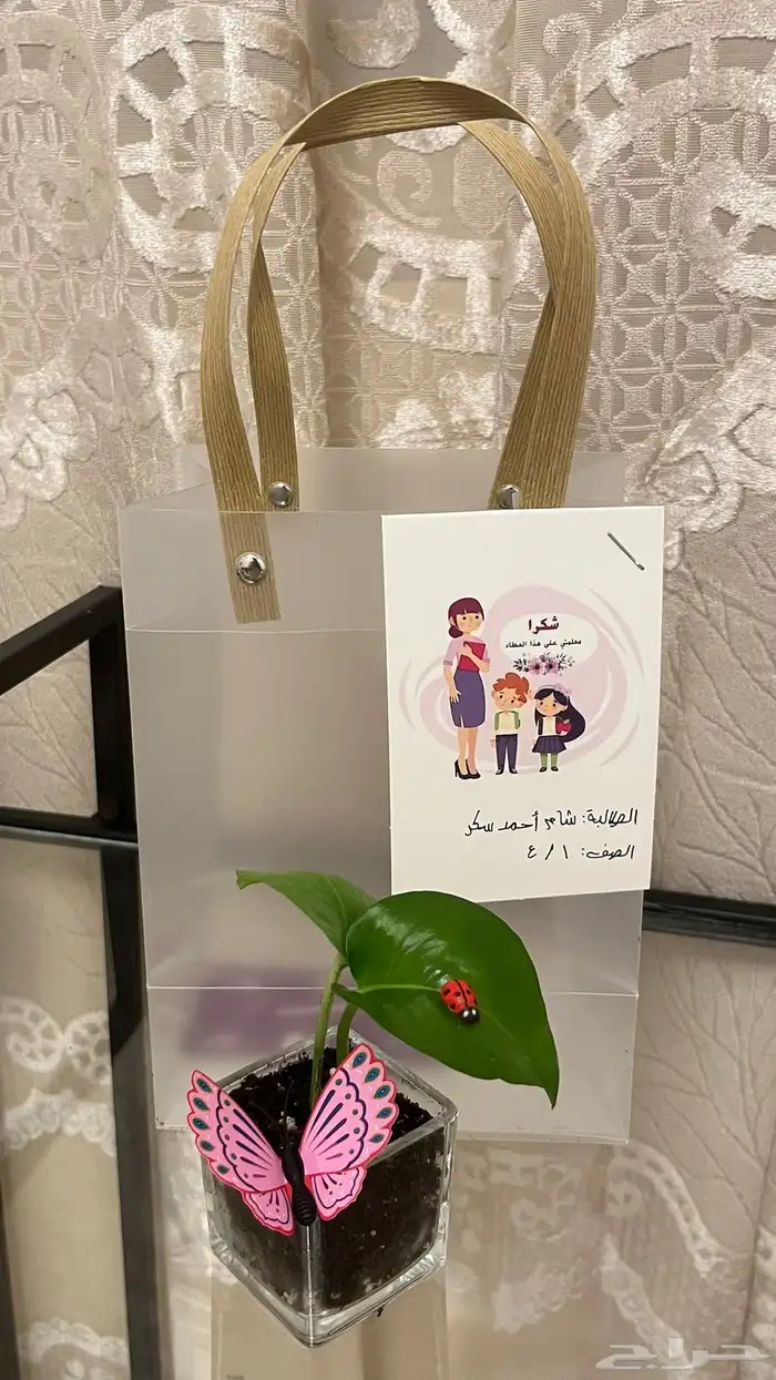 ساق البامبو توزيعات يوم المعلم 6